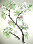 apple blossom drawing Apple blossom tattoos, Apple blossom, 